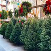 This Year's Christmas Tree Shortage Is Real